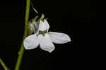 Pale lobelia